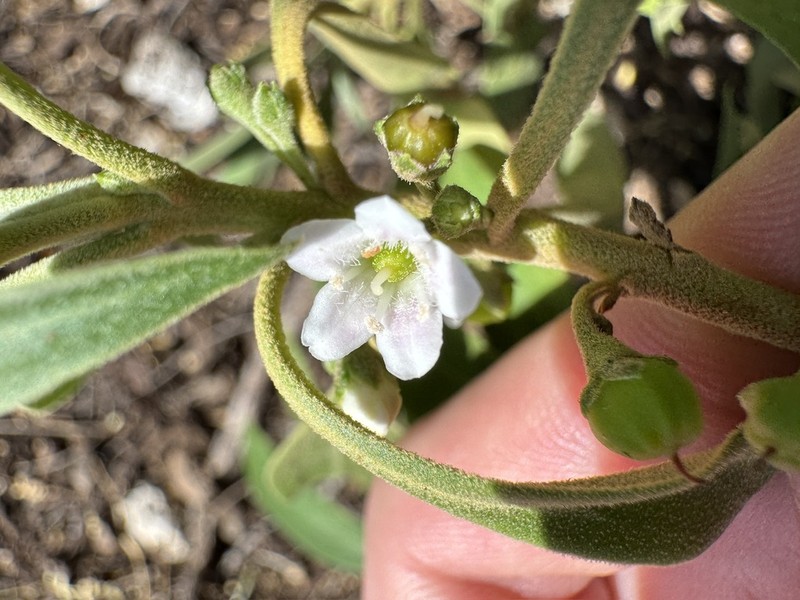 Myoporum stellatum photo 6