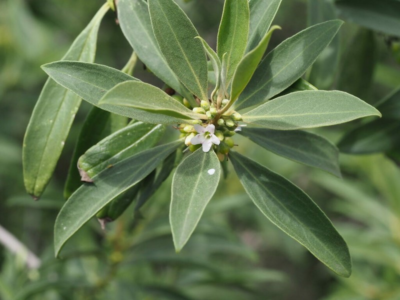 Myoporum stellatum photo 7