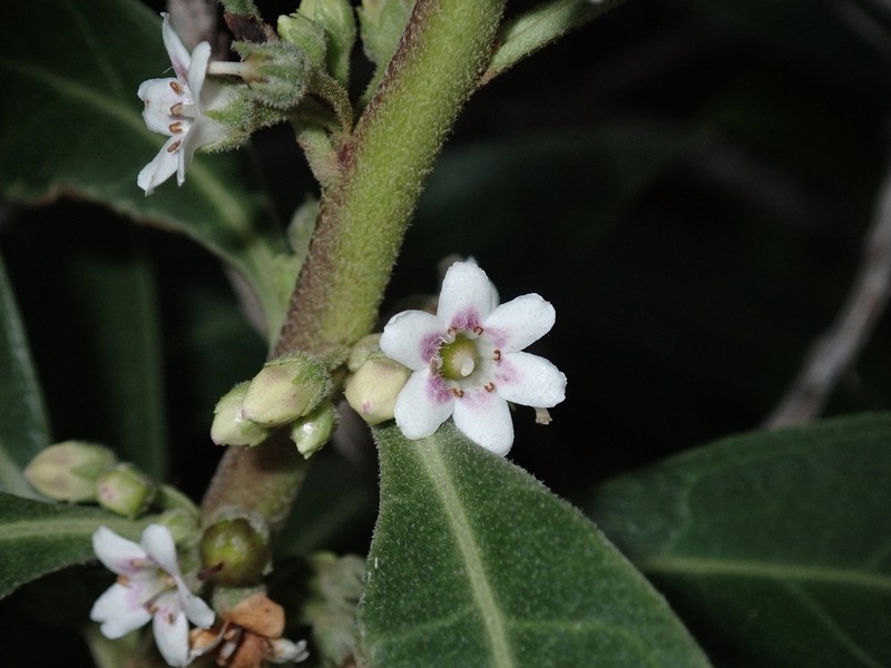 Myoporum stellatum photo 8