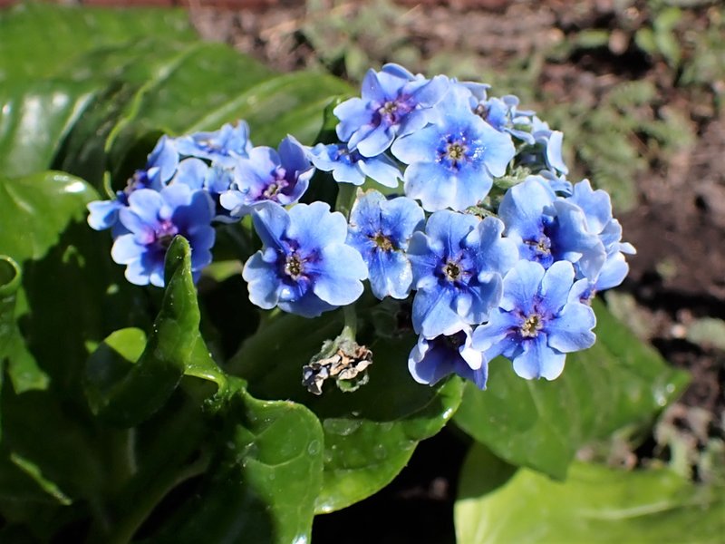 Giant Forget-Me-Not