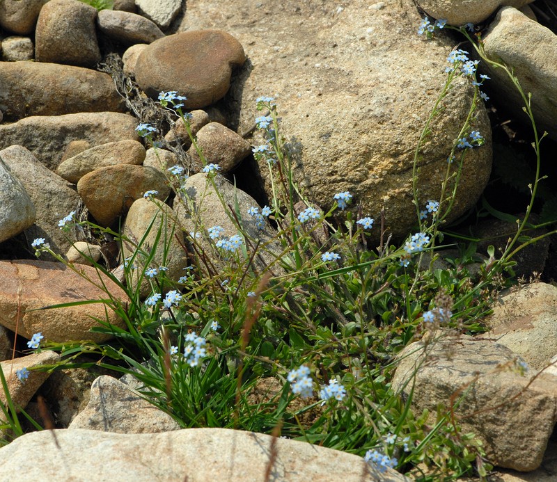 Myosotis × bollandica