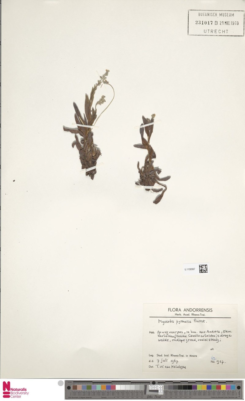 Myosotis alpestris subsp. pyrenaica