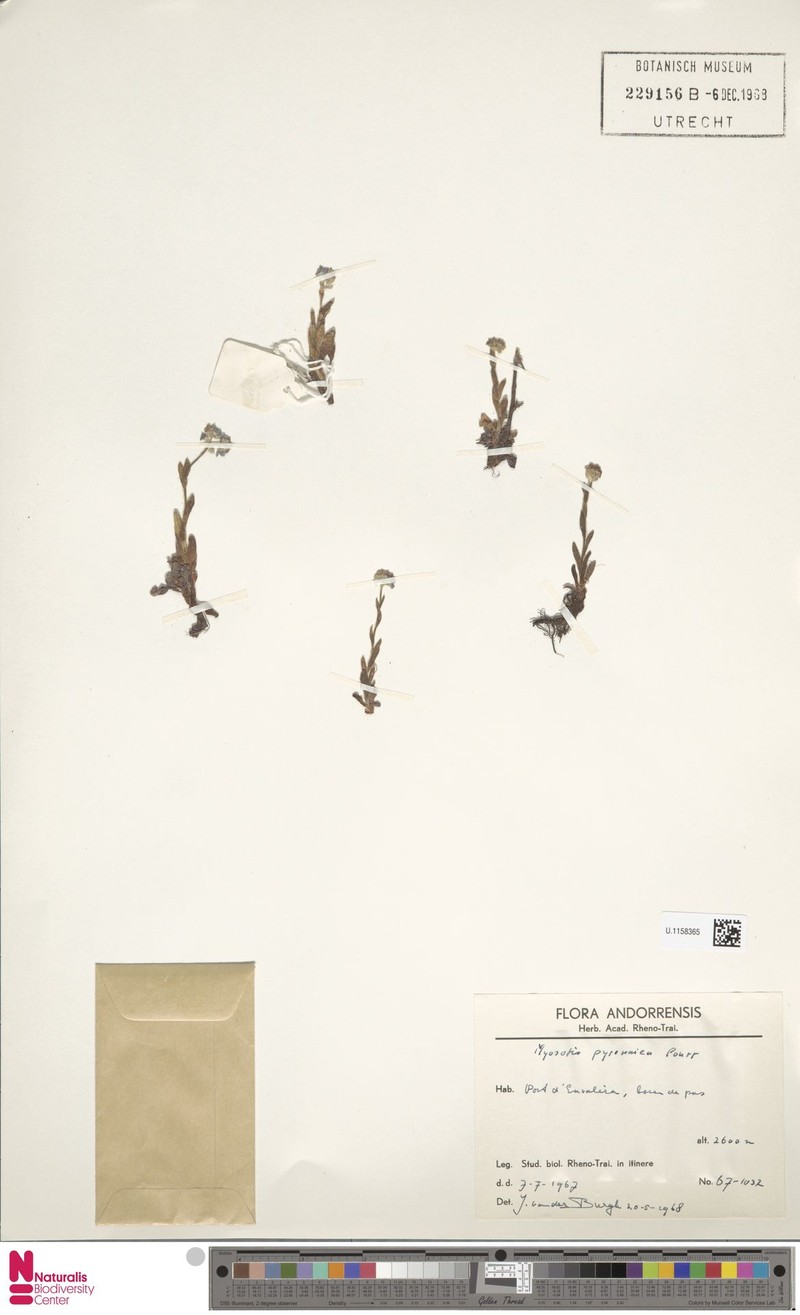 Myosotis alpestris subsp. pyrenaica photo 2