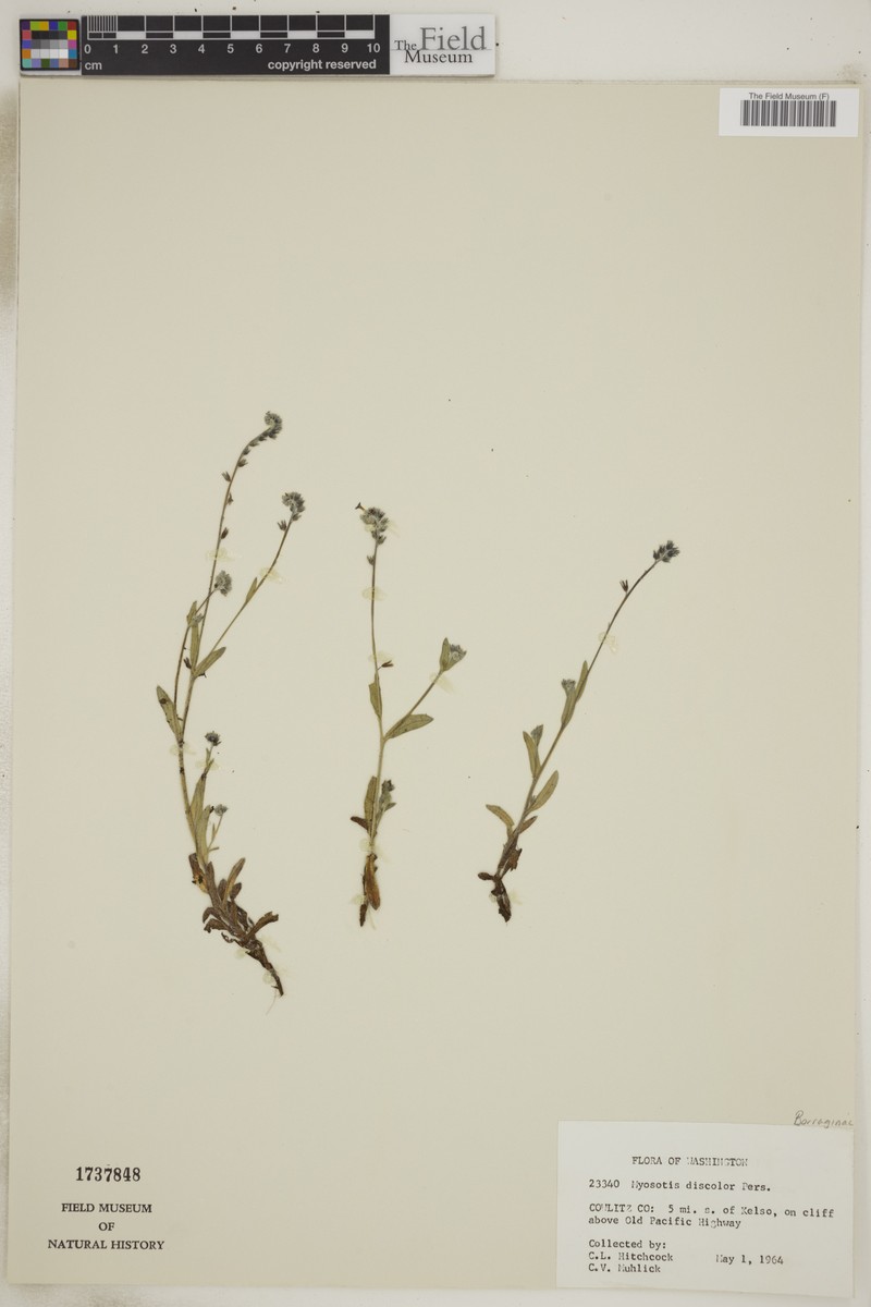 Myosotis alpestris subsp. pyrenaica photo 3