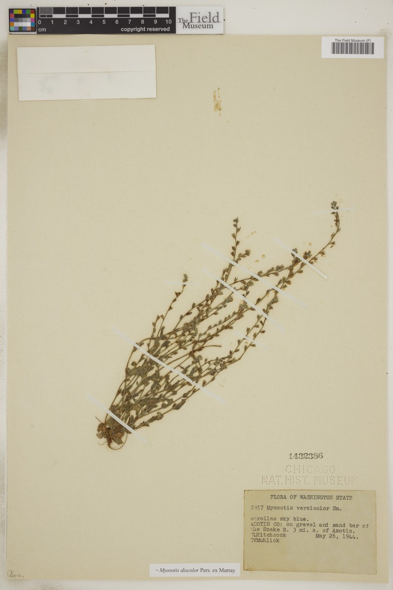 Myosotis alpestris subsp. pyrenaica photo 4