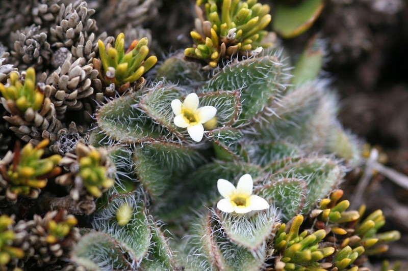 Myosotis antarctica subsp. antarctica