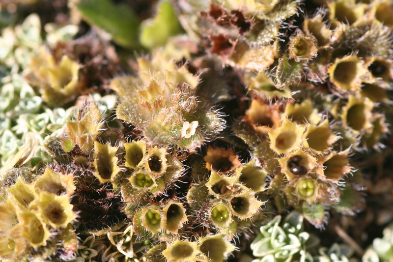 Myosotis antarctica subsp. antarctica photo 2
