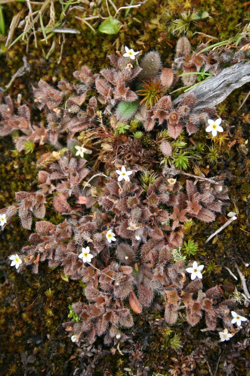 Myosotis antarctica subsp. antarctica photo 3