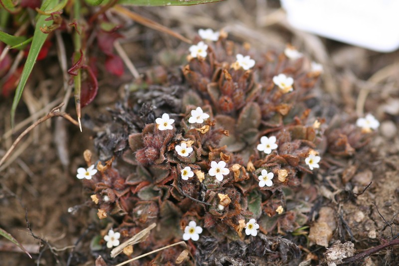 Myosotis antarctica subsp. antarctica photo 5