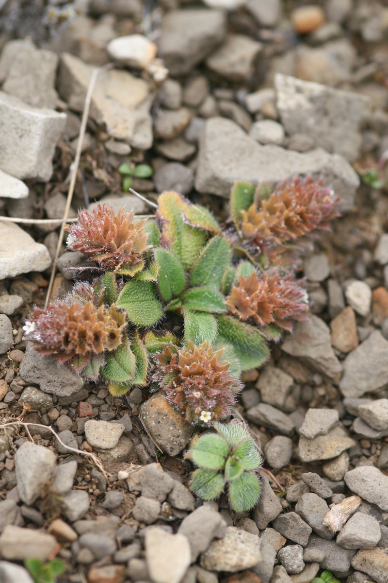 Myosotis antarctica subsp. antarctica photo 6