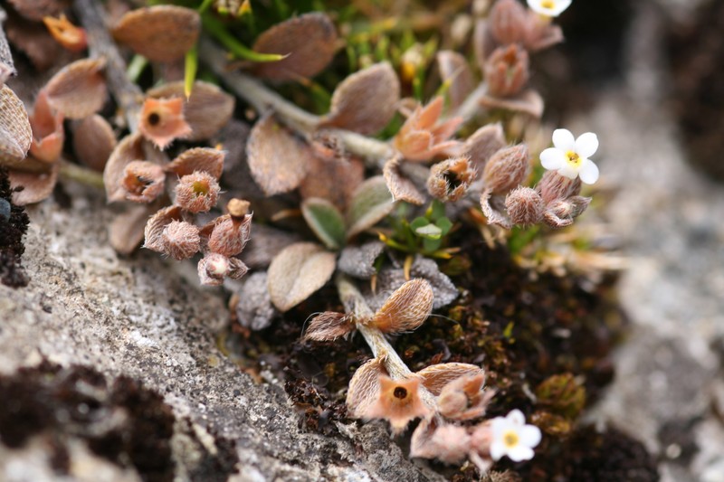 Myosotis antarctica subsp. traillii