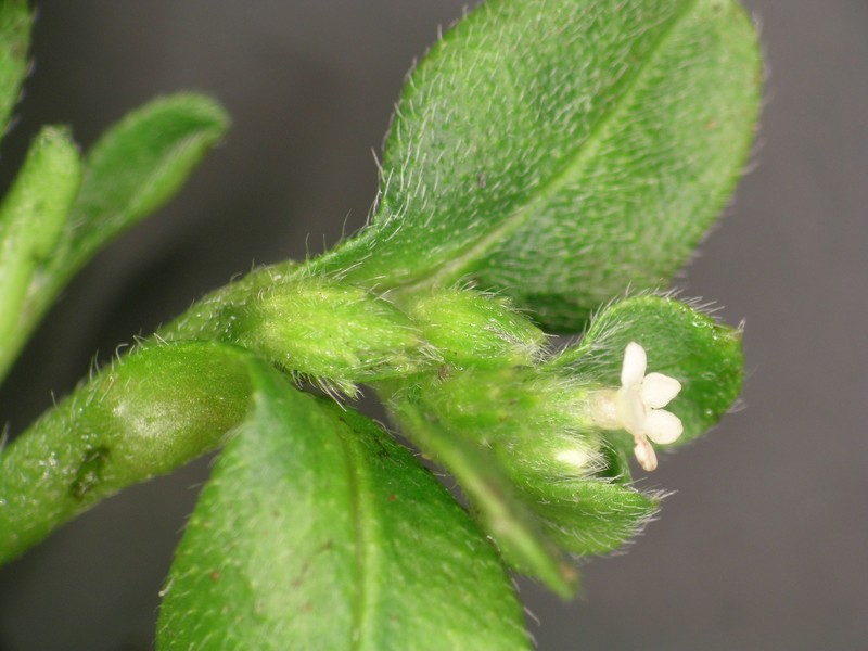 Myosotis antarctica subsp. traillii photo 2