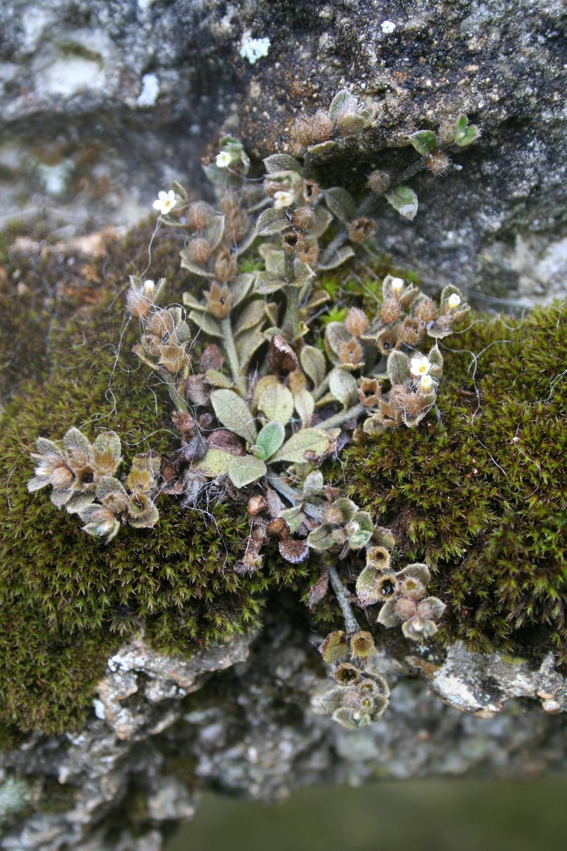 Myosotis antarctica subsp. traillii photo 3