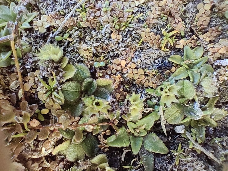 Myosotis antarctica subsp. traillii photo 5