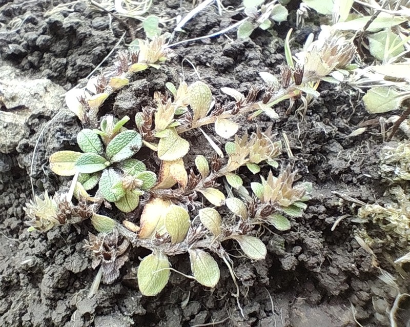 Myosotis antarctica subsp. traillii photo 6