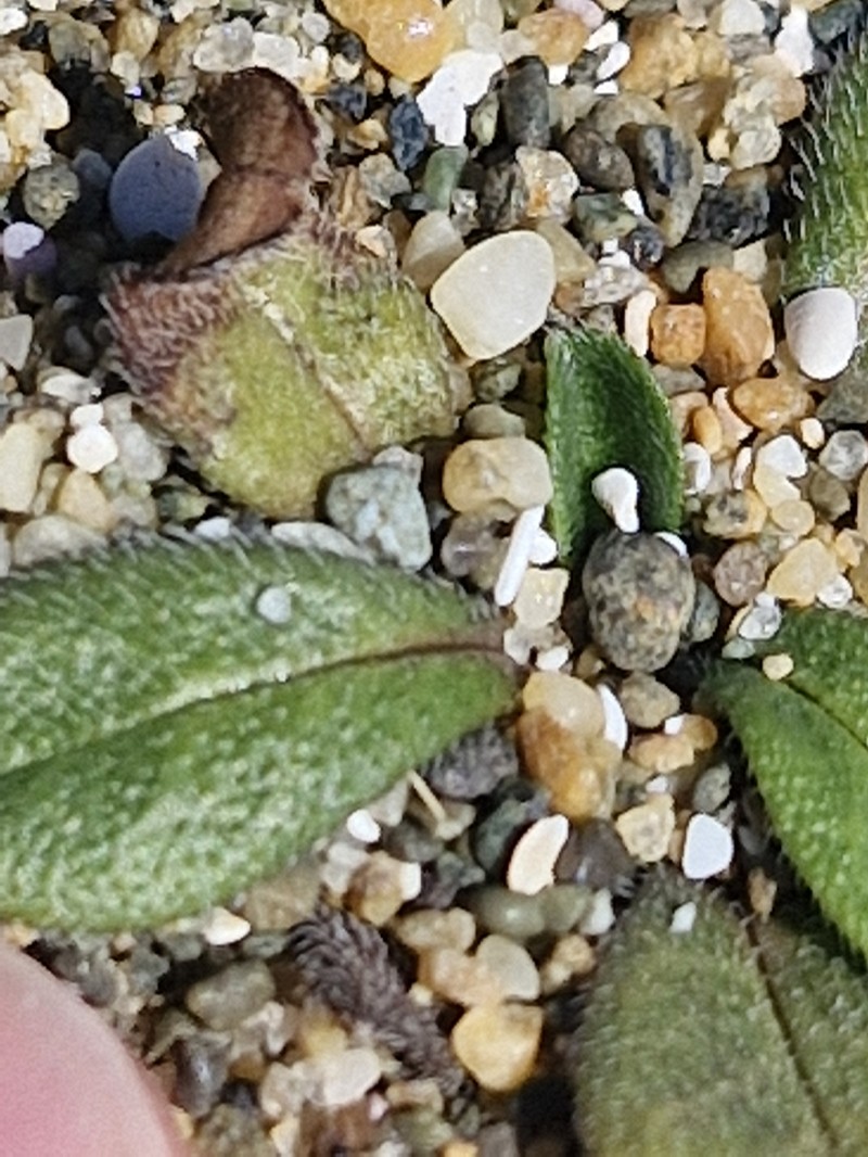 Myosotis antarctica subsp. traillii photo 7