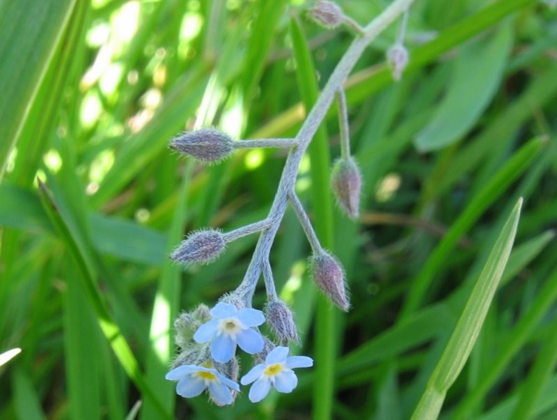 Field Forget-Me-Not