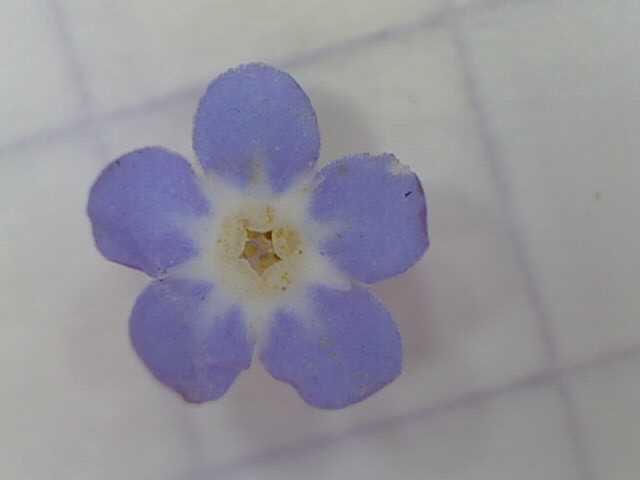 Field Forget-Me-Not photo 2