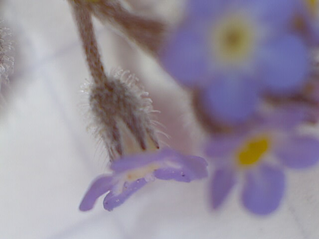 Field Forget-Me-Not photo 3