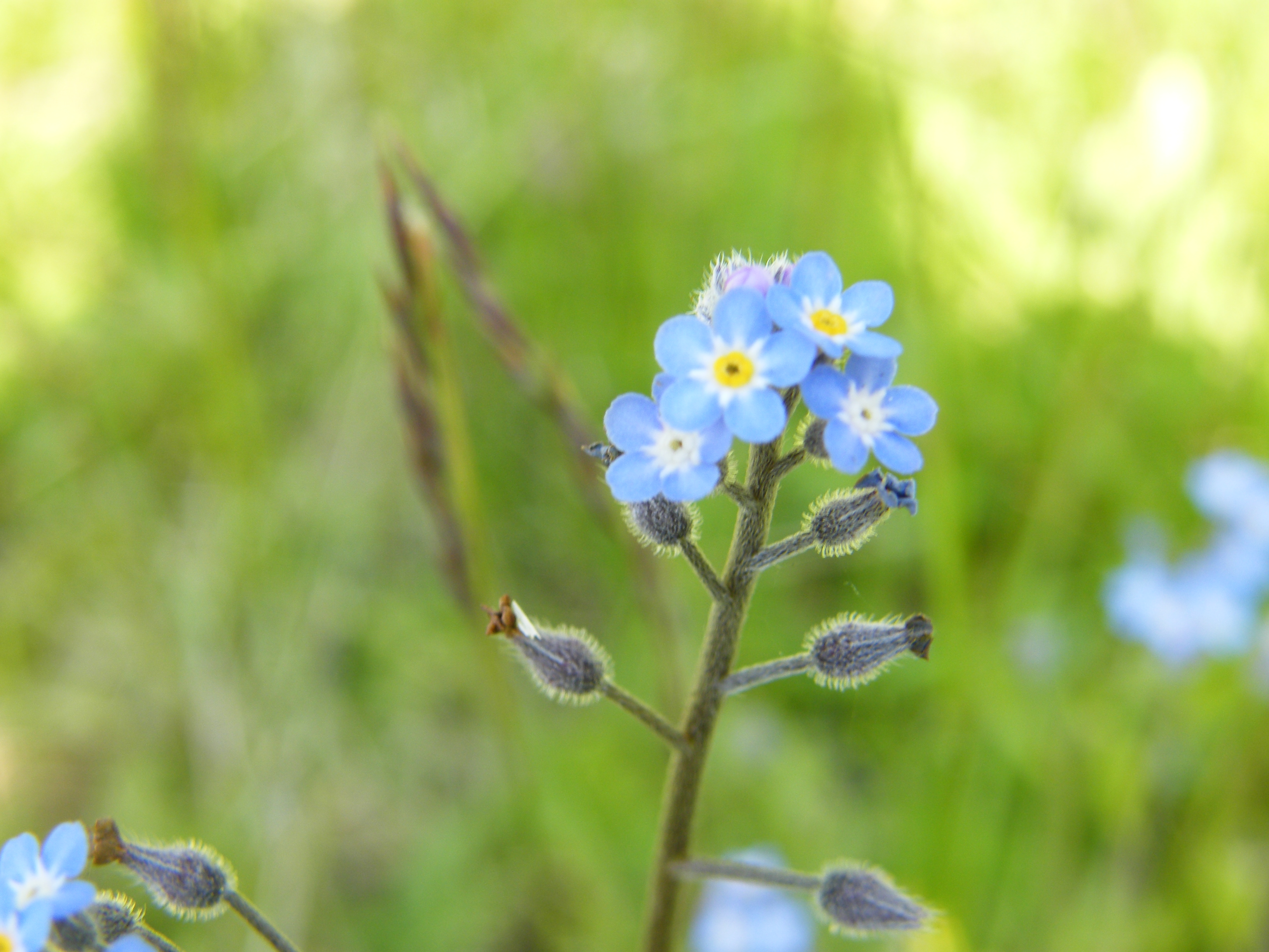 Field Forget-Me-Not photo 4