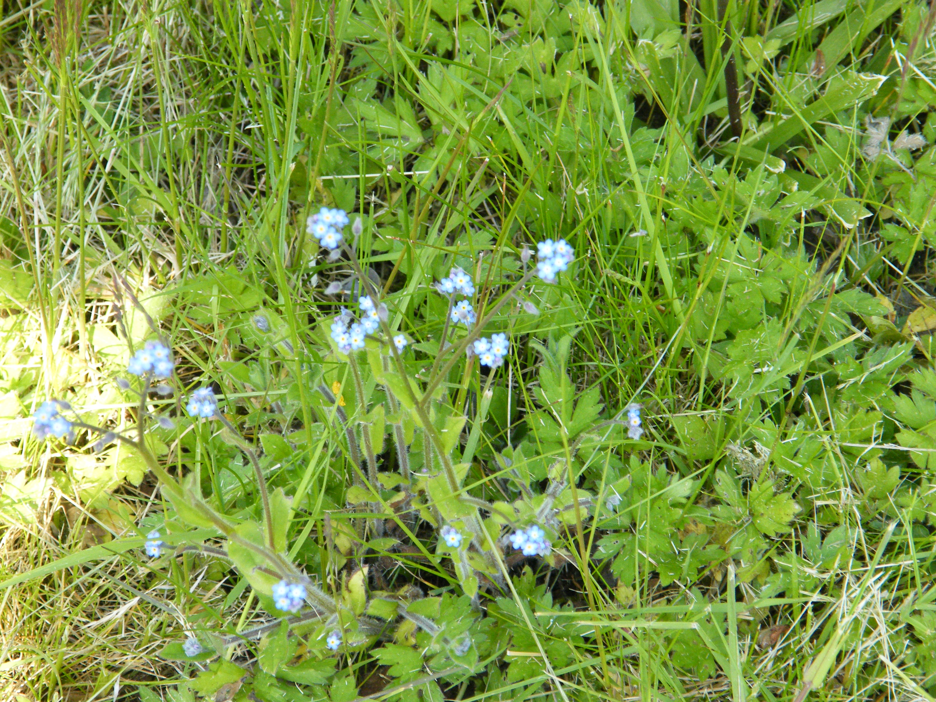 Field Forget-Me-Not photo 5