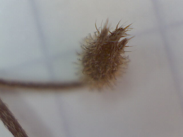 Field Forget-Me-Not photo 6
