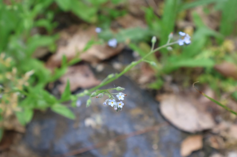 Myosotis arvensis subsp. arvensis