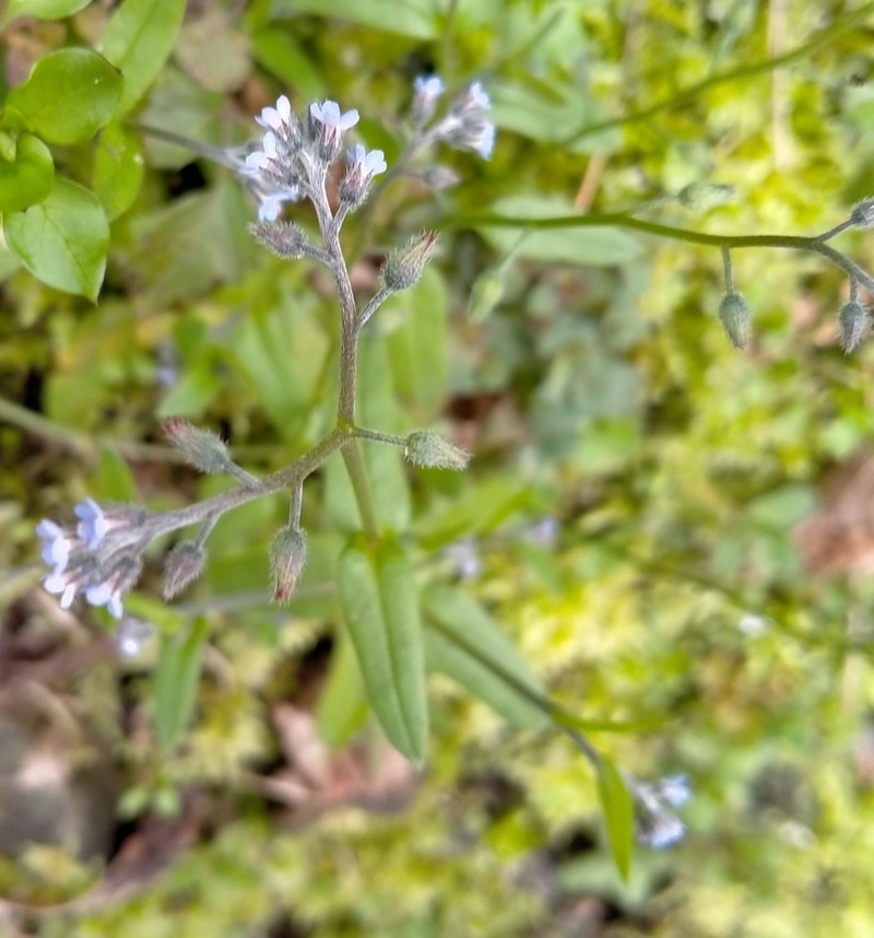 Myosotis arvensis subsp. arvensis photo 2