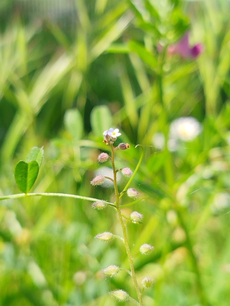 Myosotis arvensis subsp. arvensis photo 3