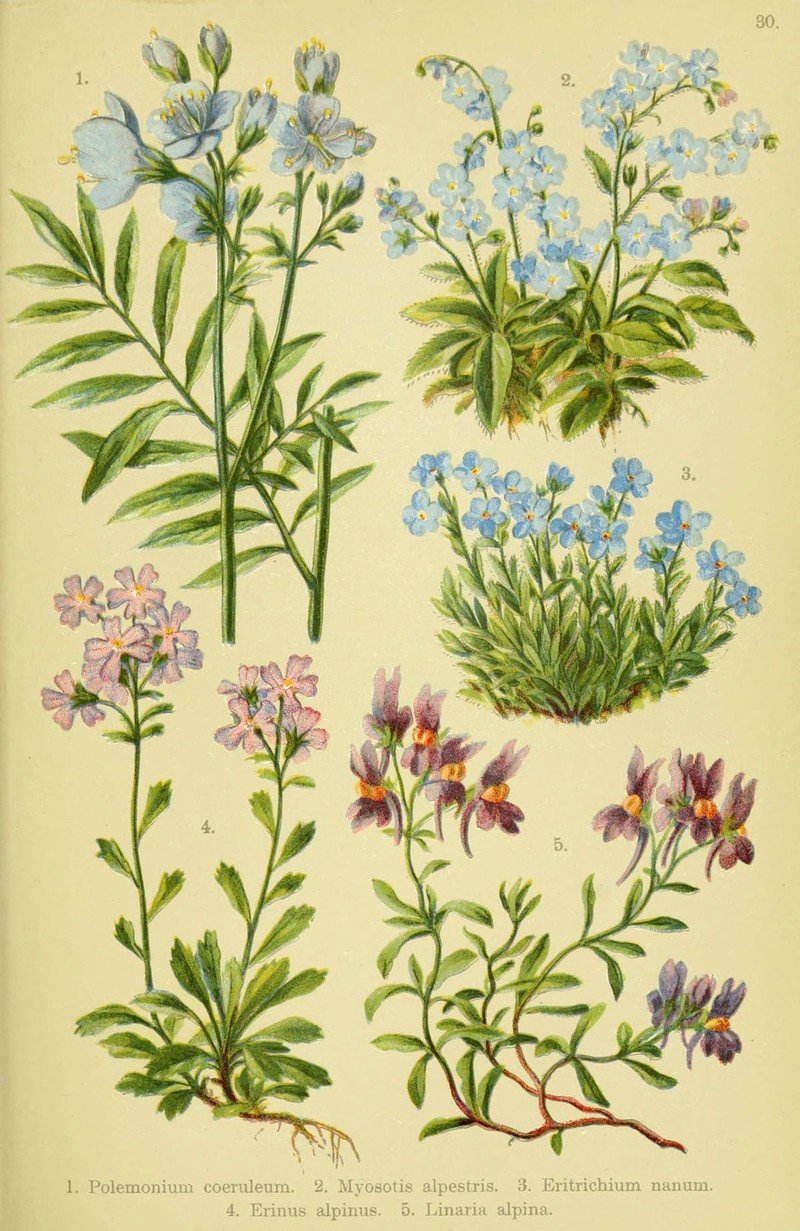 Asian Forget-Me-Not photo 2