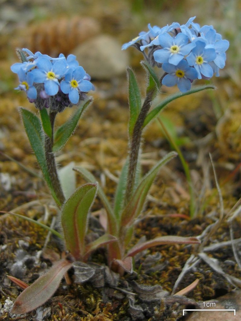 Asian Forget-Me-Not photo 3