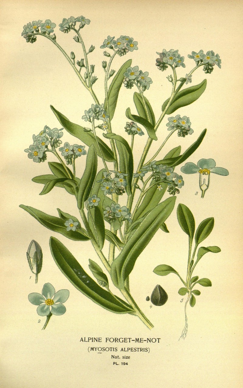 Asian Forget-Me-Not photo 4