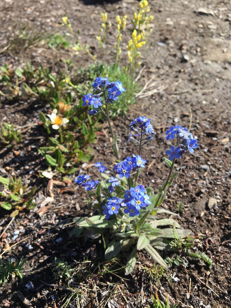 Asian Forget-Me-Not