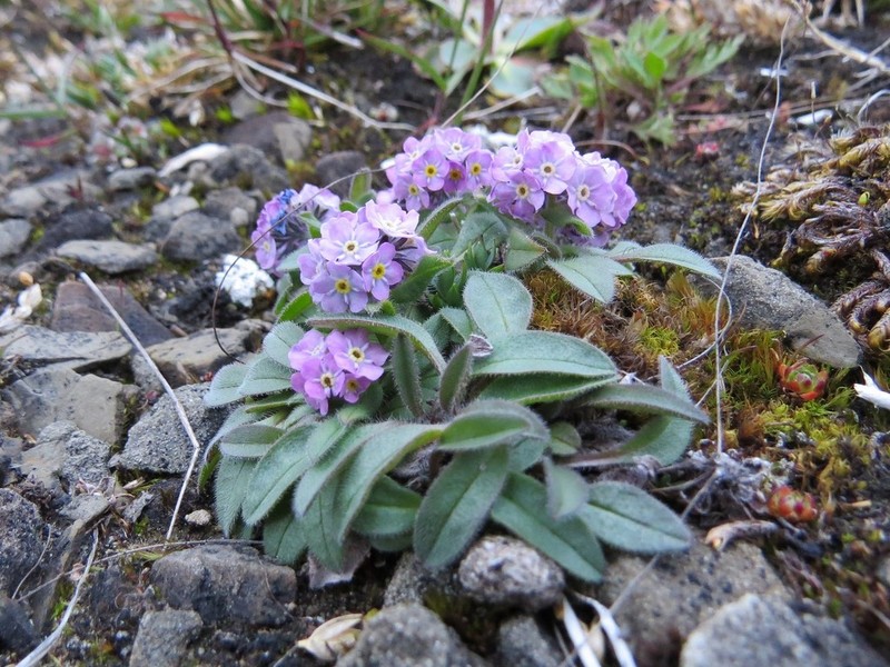 Asian Forget-Me-Not