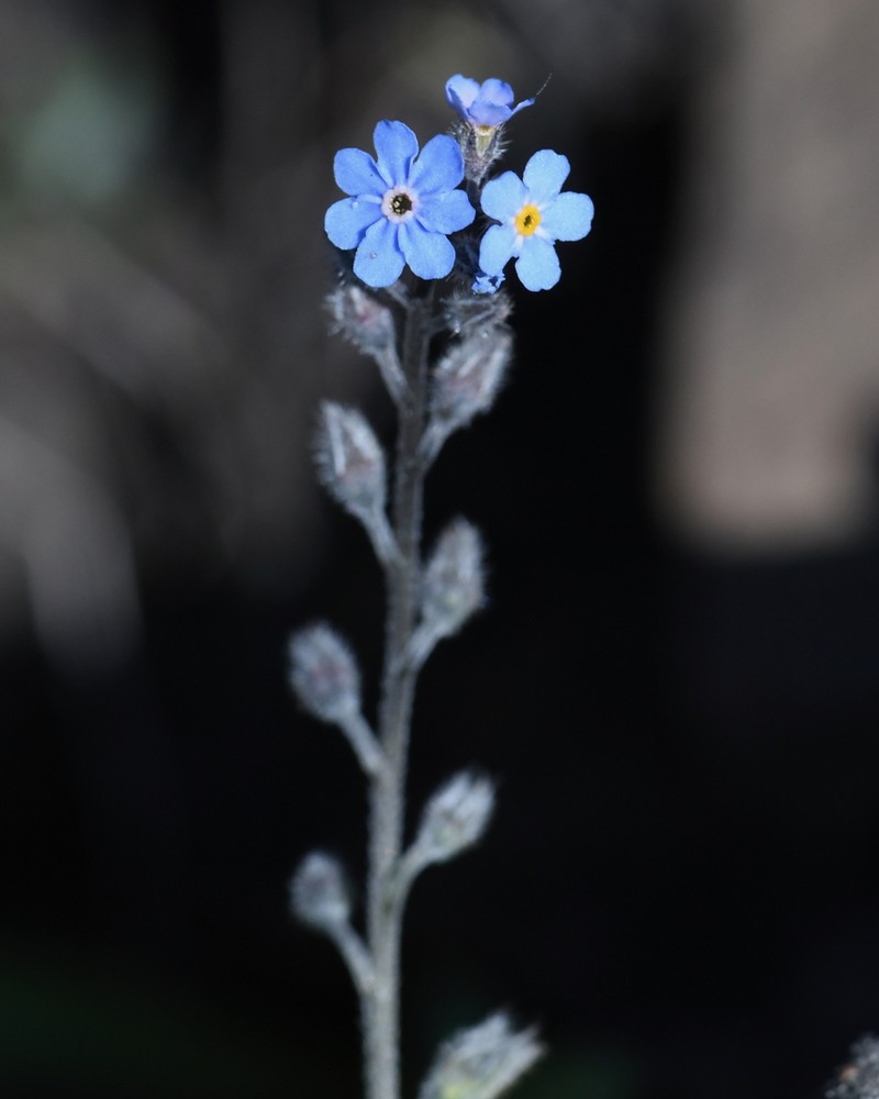 Asian Forget-Me-Not photo 2