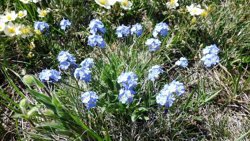 Asian Forget-Me-Not photo 3