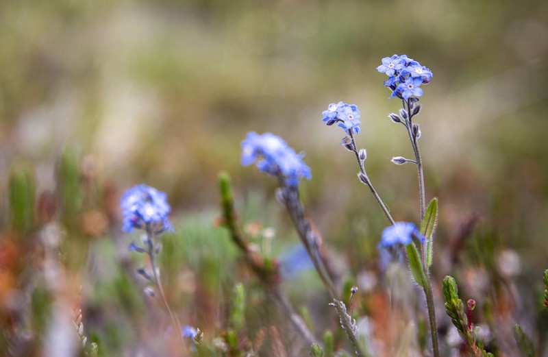 Asian Forget-Me-Not photo 4