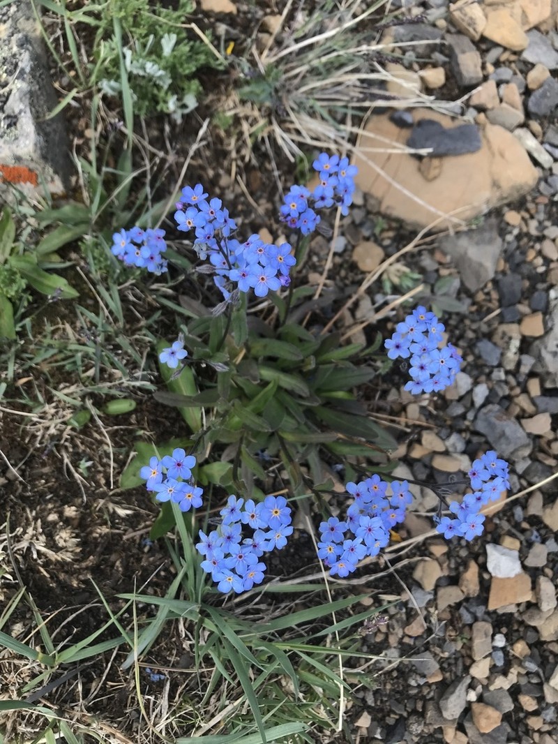 Asian Forget-Me-Not photo 5