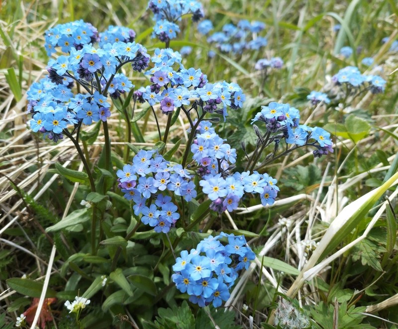 Asian Forget-Me-Not photo 6