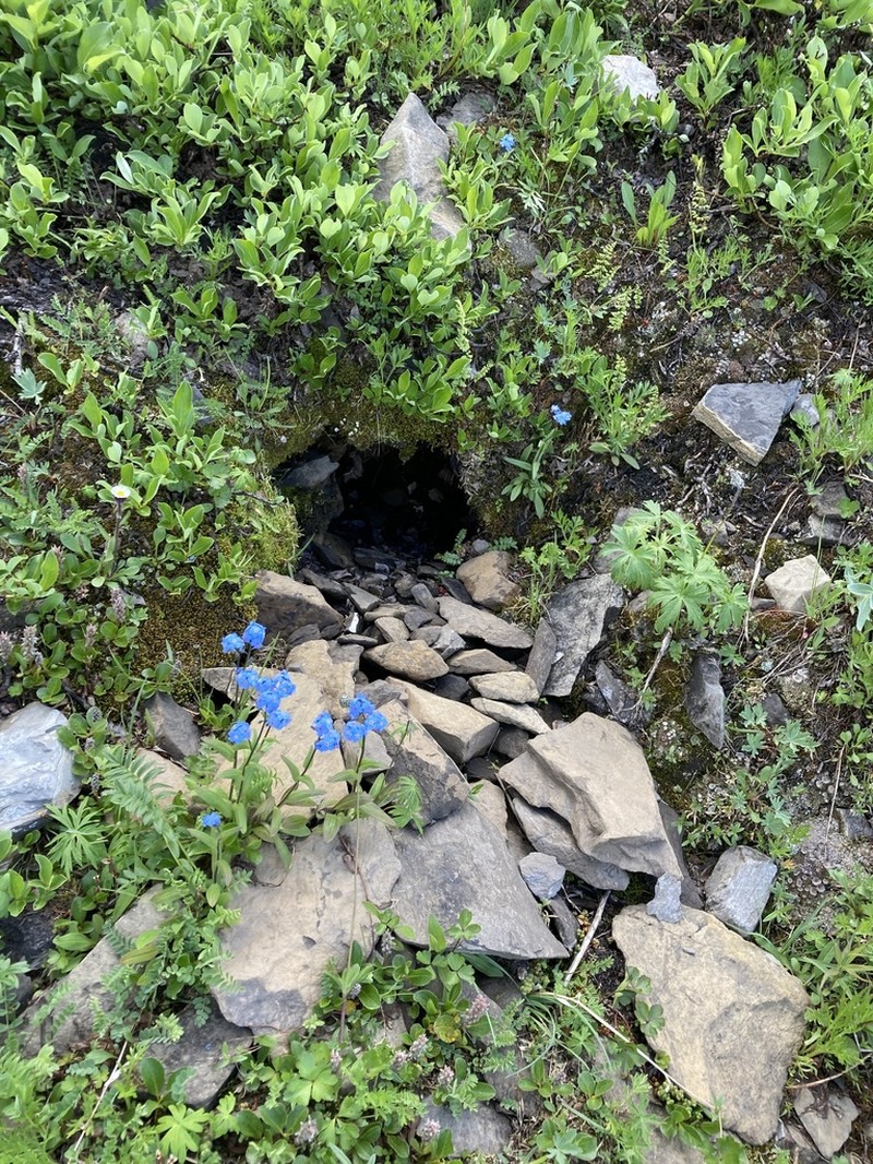 Asian Forget-Me-Not photo 7