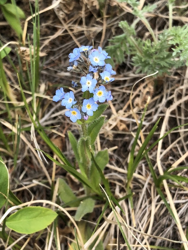 Asian Forget-Me-Not photo 8