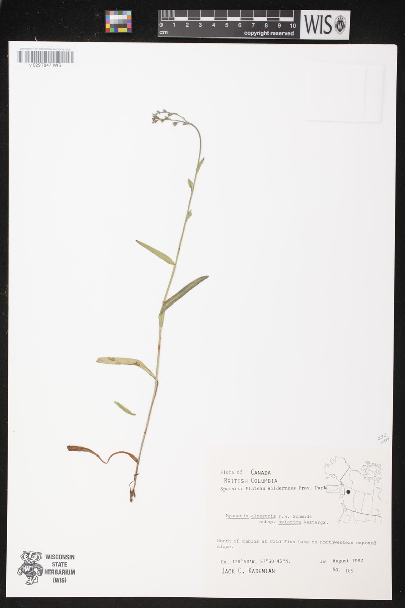 Myosotis asiatica subsp. asiatica
