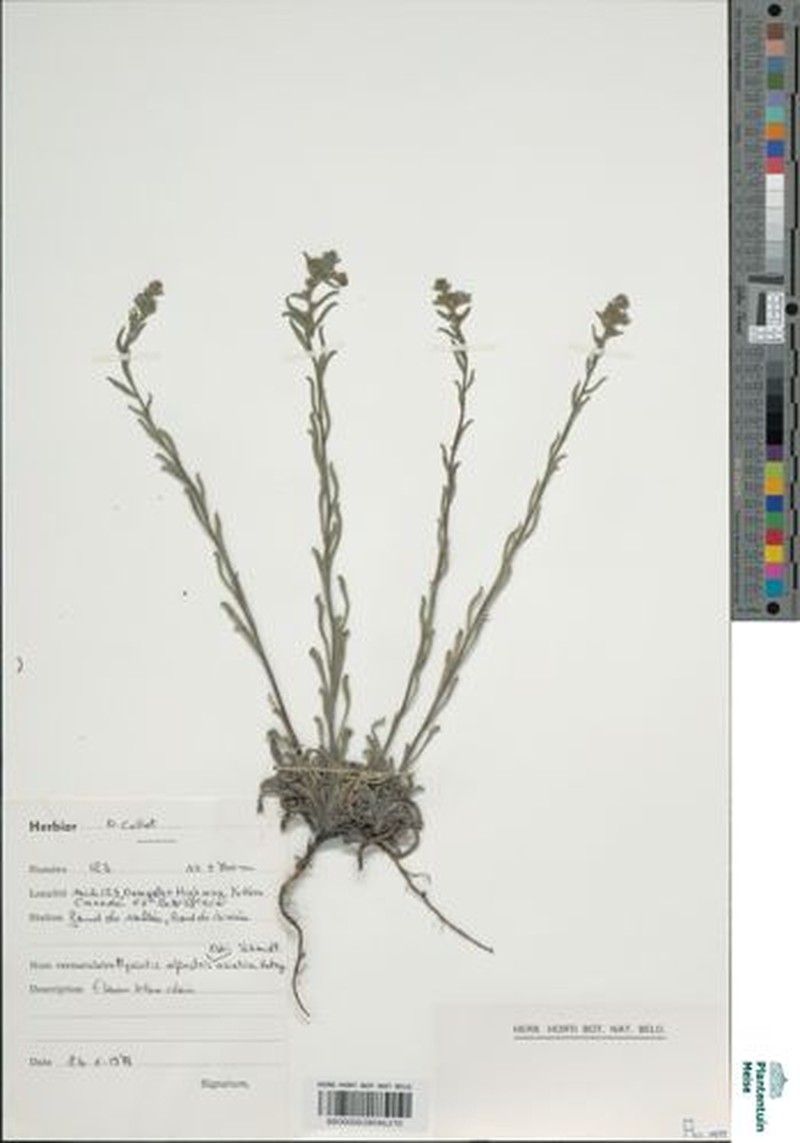 Myosotis asiatica subsp. asiatica photo 2