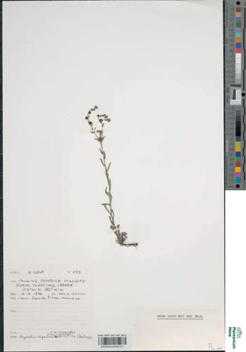Myosotis asiatica subsp. asiatica photo 3