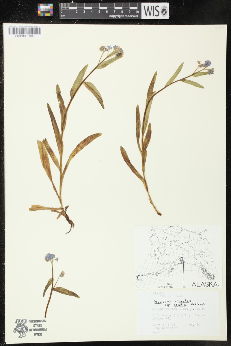 Myosotis asiatica subsp. asiatica photo 4