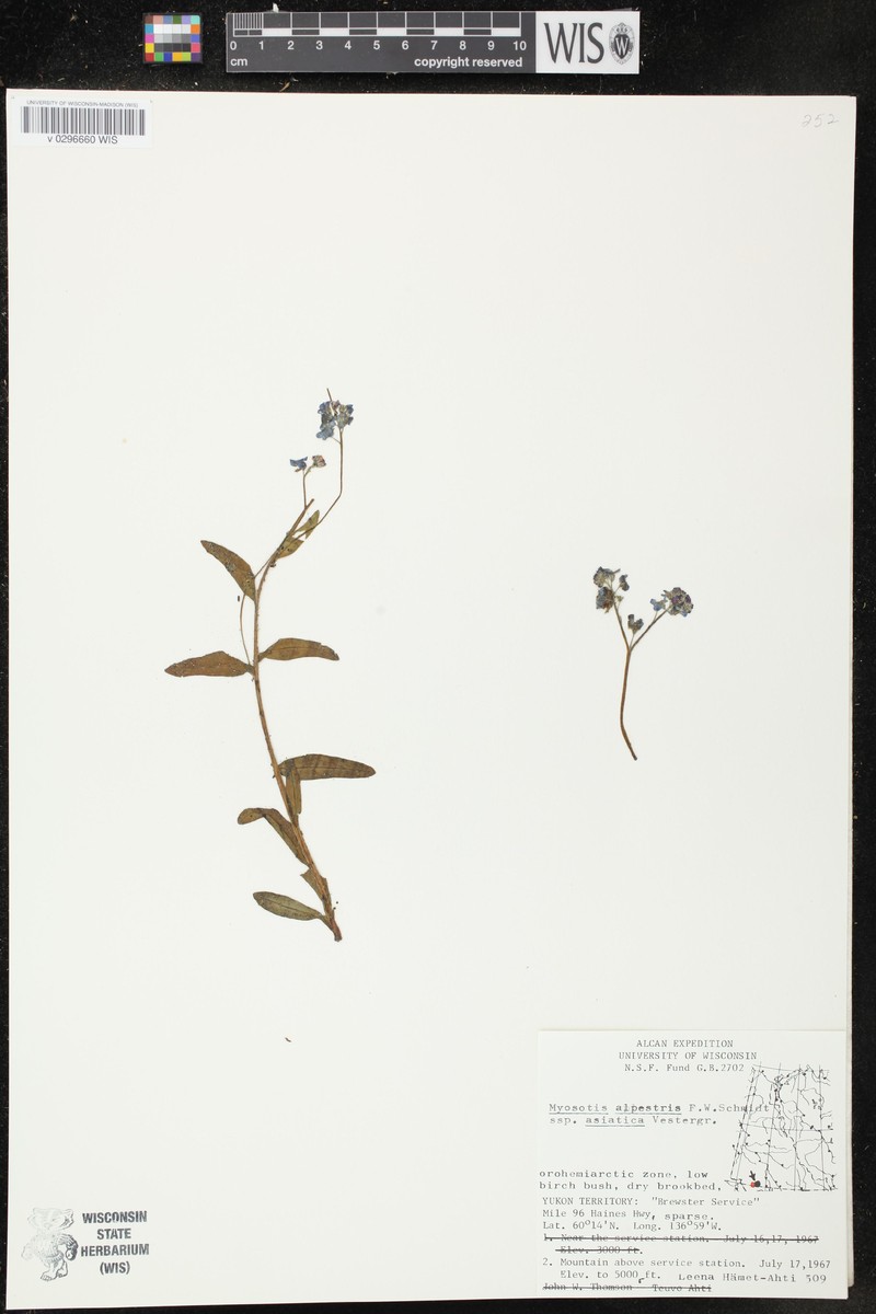 Myosotis asiatica subsp. asiatica photo 5