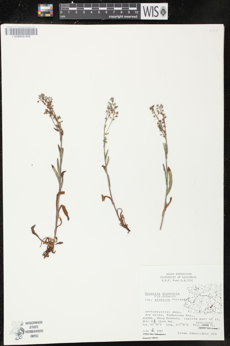Myosotis asiatica subsp. asiatica photo 6