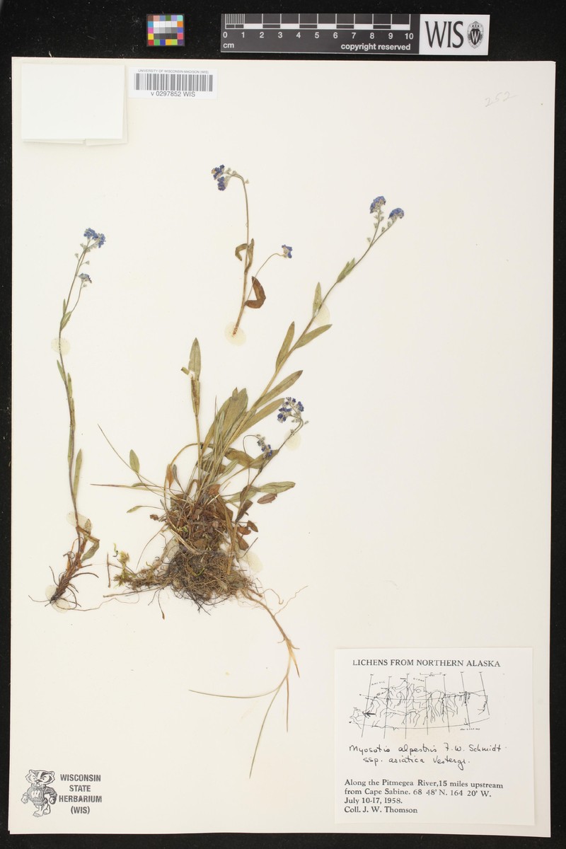 Myosotis asiatica subsp. asiatica photo 7