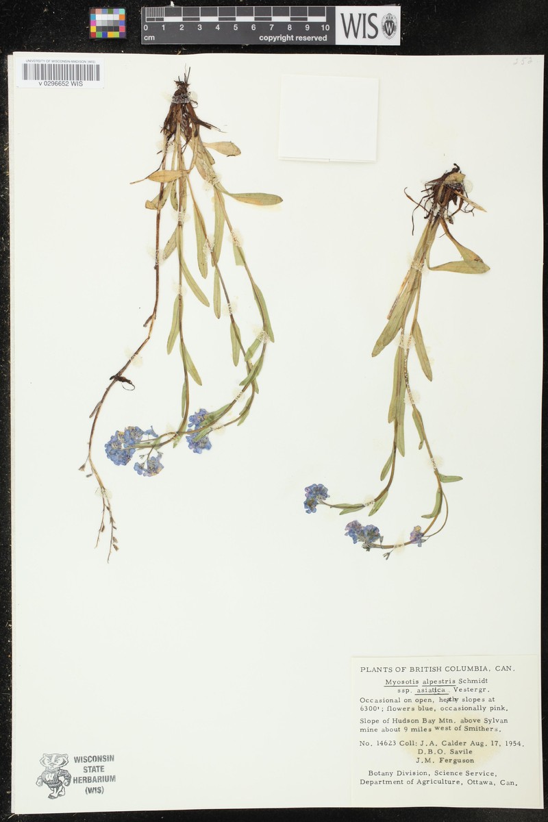 Myosotis asiatica subsp. asiatica photo 8