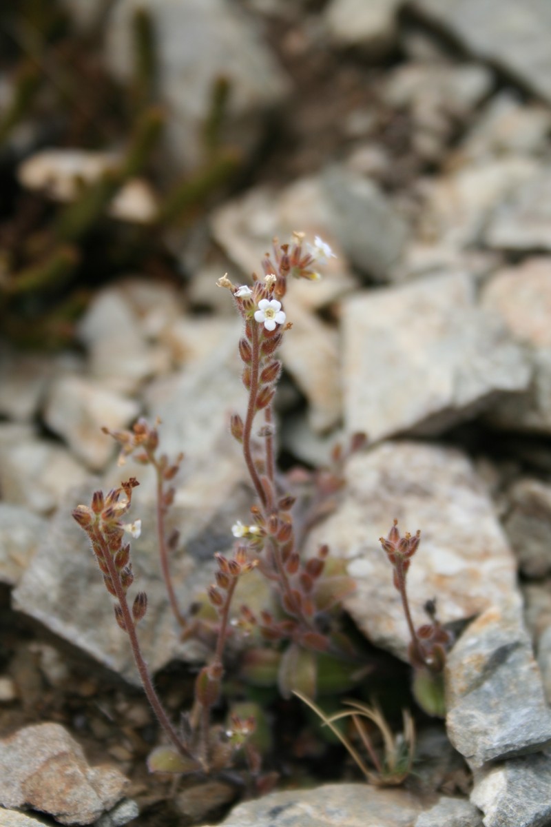 Myosotis australis subsp. australis